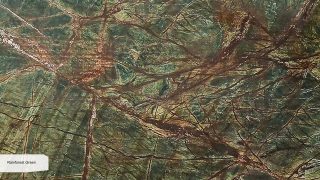Rainforest Green